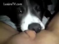 Dog oral sex a pussy